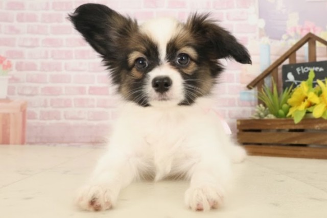 岡山県のパピヨン (Coo&RIKU岡山店/2025年10月8日生まれ/女の子/ホワイトブラウン)の子犬の1枚目の画像