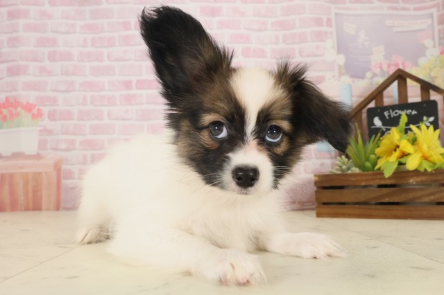 岡山県のパピヨン (Coo&RIKU岡山店/2025年10月8日生まれ/女の子/ホワイトブラウン)の子犬の2枚目の画像