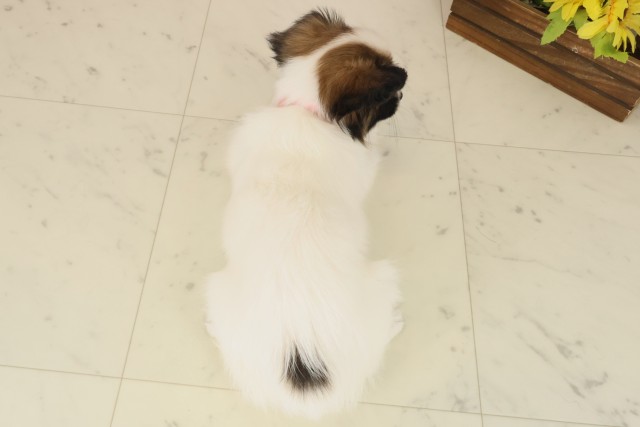 岡山県のパピヨン (Coo&RIKU岡山店/2025年10月8日生まれ/女の子/ホワイトブラウン)の子犬の4枚目の画像