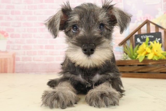 広島県のミニチュアシュナウザー (Coo&RIKU広島北店/2025年10月12日生まれ/男の子/ソルトペッパー)の子犬の1枚目の画像