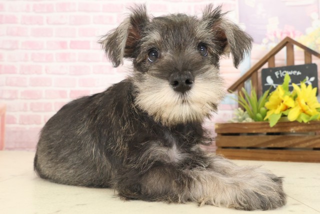 広島県のミニチュアシュナウザー (Coo&RIKU広島北店/2025年10月12日生まれ/男の子/ソルトペッパー)の子犬の2枚目の画像