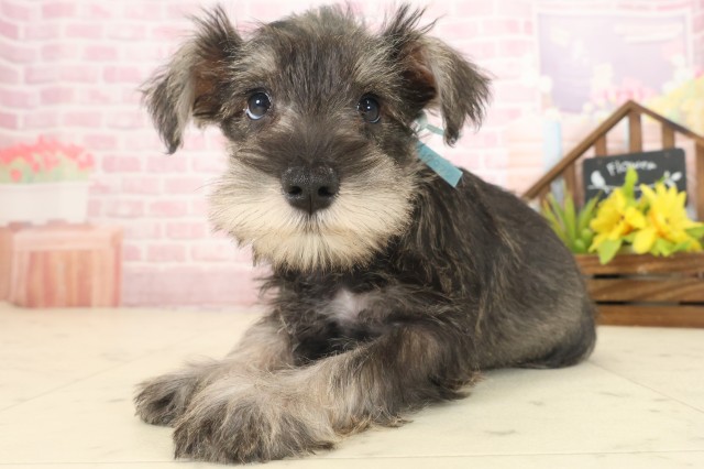 広島県のミニチュアシュナウザー (Coo&RIKU広島北店/2025年10月12日生まれ/男の子/ソルトペッパー)の子犬の3枚目の画像