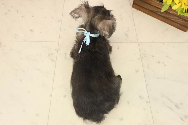 広島県のミニチュアシュナウザー (Coo&RIKU広島北店/2025年10月12日生まれ/男の子/ソルトペッパー)の子犬の4枚目の画像