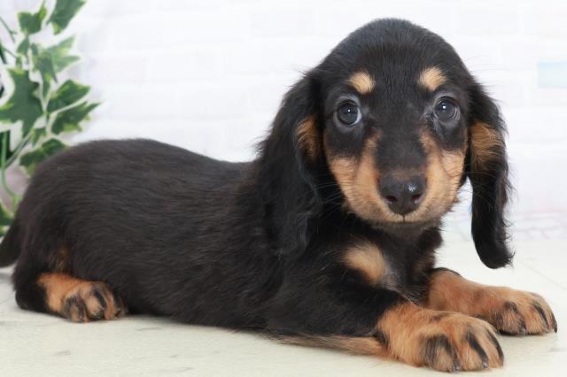 広島県のミニチュアダックスフンド(ロング) (Coo&RIKU広島北店/2025年10月17日生まれ/女の子/ブラックタン)の子犬の2枚目の画像