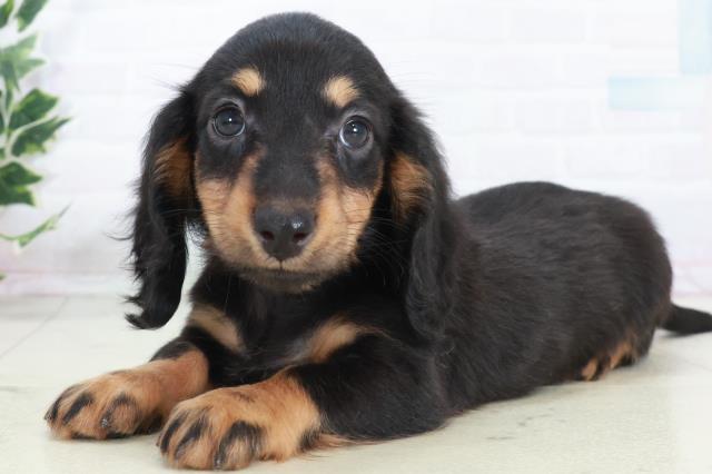 広島県のミニチュアダックスフンド(ロング) (Coo&RIKU広島北店/2025年10月17日生まれ/女の子/ブラックタン)の子犬の3枚目の画像