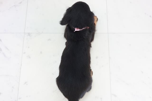 広島県のミニチュアダックスフンド(ロング) (Coo&RIKU広島北店/2025年10月17日生まれ/女の子/ブラックタン)の子犬の4枚目の画像