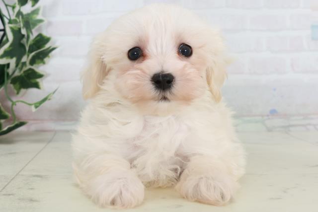 高知県のマルプー(マルチーズ×プードル) (Coo&RIKU高知御座店/2025年10月17日生まれ/男の子/クリーム)の子犬の1枚目の画像