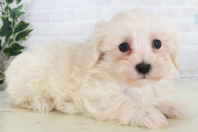 高知県のマルプー(マルチーズ×プードル) (Coo&RIKU高知御座店/2025年10月17日生まれ/男の子/クリーム)の子犬の2枚目の画像