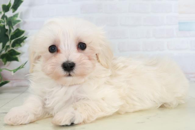 高知県のマルプー(マルチーズ×プードル) (Coo&RIKU高知御座店/2025年10月17日生まれ/男の子/クリーム)の子犬の3枚目の画像