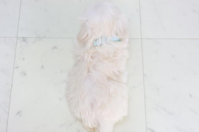 高知県のマルプー(マルチーズ×プードル) (Coo&RIKU高知御座店/2025年10月17日生まれ/男の子/クリーム)の子犬の4枚目の画像
