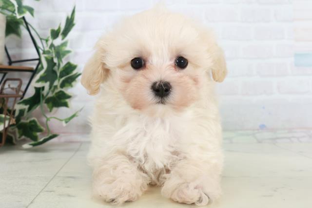 広島県のマルプー(マルチーズ×プードル) (Coo&RIKU広島中央店/2025年10月17日生まれ/女の子/クリーム)の子犬の1枚目の画像