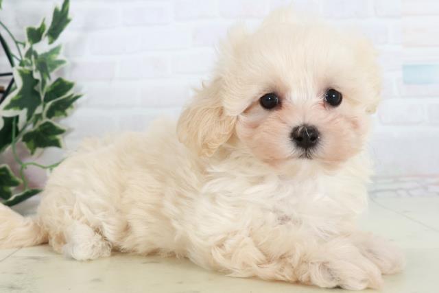 広島県のマルプー(マルチーズ×プードル) (Coo&RIKU広島中央店/2025年10月17日生まれ/女の子/クリーム)の子犬の2枚目の画像