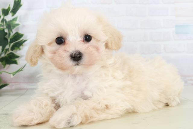 広島県のマルプー(マルチーズ×プードル) (Coo&RIKU広島中央店/2025年10月17日生まれ/女の子/クリーム)の子犬の3枚目の画像
