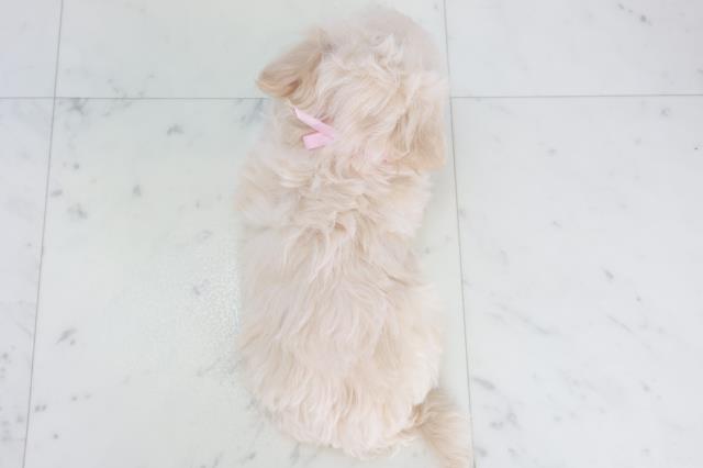 広島県のマルプー(マルチーズ×プードル) (Coo&RIKU広島中央店/2025年10月17日生まれ/女の子/クリーム)の子犬の4枚目の画像