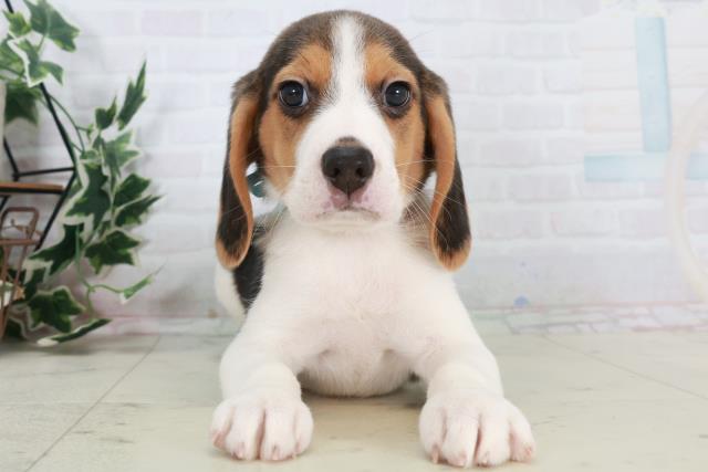 鳥取県のビーグル (Coo&RIKUラ・ムー鳥取東店/2025年10月18日生まれ/男の子/ハウンドカラー)の子犬の1枚目の画像