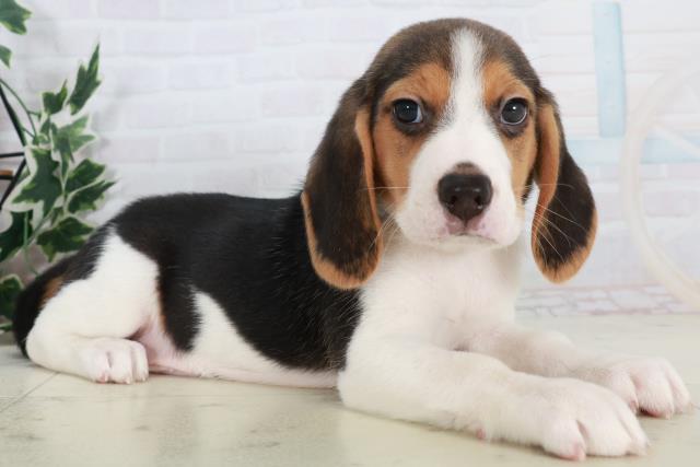 鳥取県のビーグル (Coo&RIKUラ・ムー鳥取東店/2025年10月18日生まれ/男の子/ハウンドカラー)の子犬の2枚目の画像