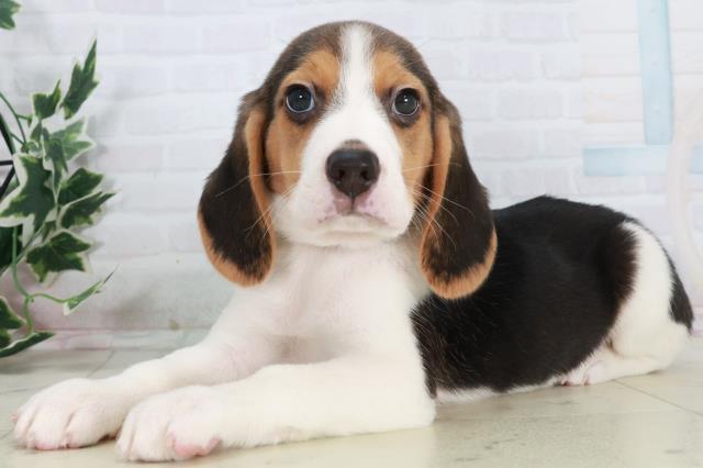 鳥取県のビーグル (Coo&RIKUラ・ムー鳥取東店/2025年10月18日生まれ/男の子/ハウンドカラー)の子犬の3枚目の画像