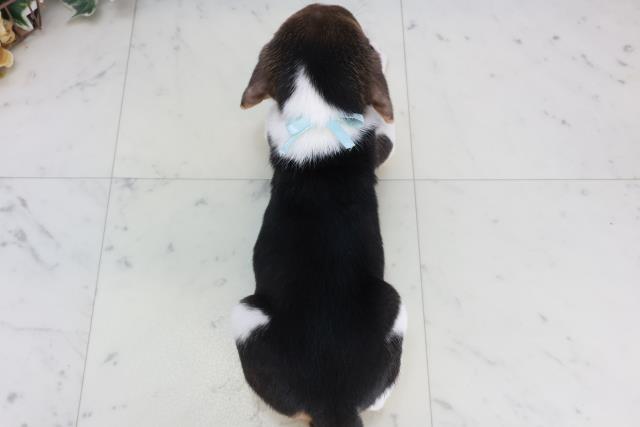 鳥取県のビーグル (Coo&RIKUラ・ムー鳥取東店/2025年10月18日生まれ/男の子/ハウンドカラー)の子犬の4枚目の画像