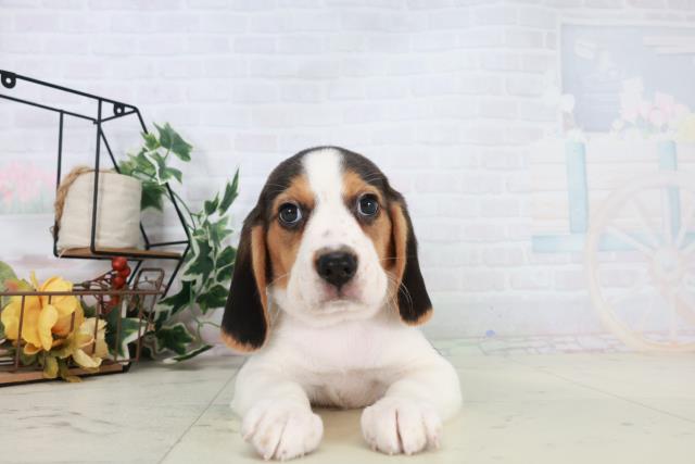 広島県のビーグル (Coo&RIKU東広島店/2025年10月18日生まれ/男の子/ハウンドカラー)の子犬の1枚目の画像