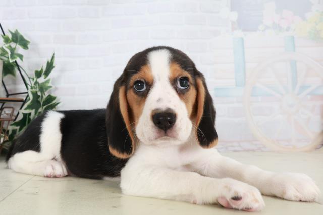 広島県のビーグル (Coo&RIKU東広島店/2025年10月18日生まれ/男の子/ハウンドカラー)の子犬の2枚目の画像