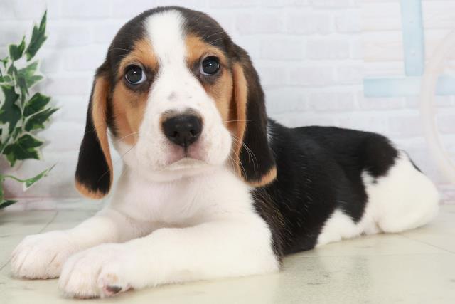 広島県のビーグル (Coo&RIKU東広島店/2025年10月18日生まれ/男の子/ハウンドカラー)の子犬の3枚目の画像