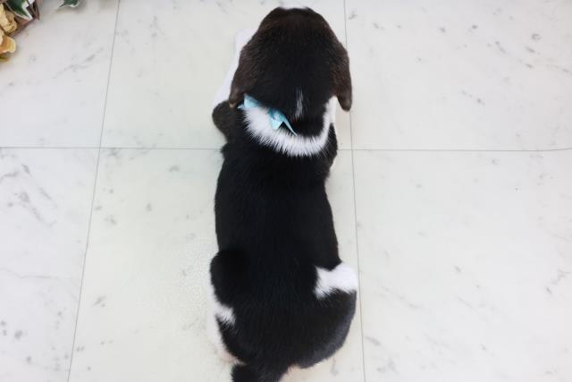 広島県のビーグル (Coo&RIKU東広島店/2025年10月18日生まれ/男の子/ハウンドカラー)の子犬の4枚目の画像