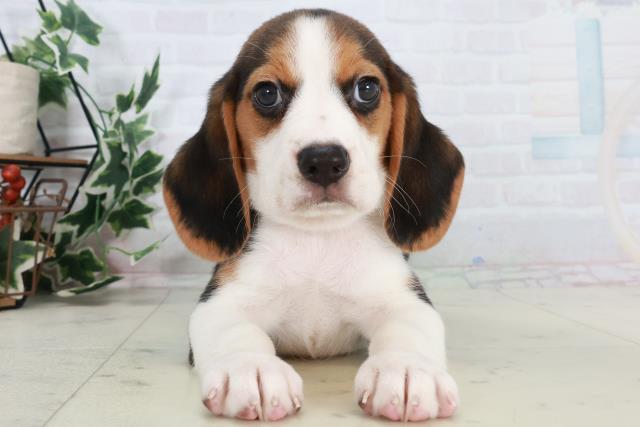 熊本県のビーグル (Coo&RIKU熊本店/2025年10月18日生まれ/男の子/ハウンドカラー)の子犬の1枚目の画像