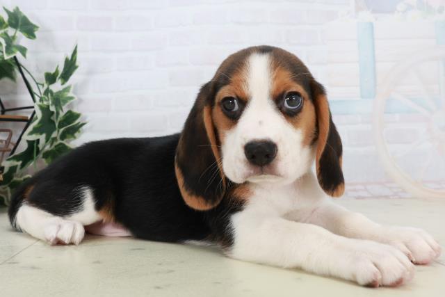熊本県のビーグル (Coo&RIKU熊本店/2025年10月18日生まれ/男の子/ハウンドカラー)の子犬の2枚目の画像