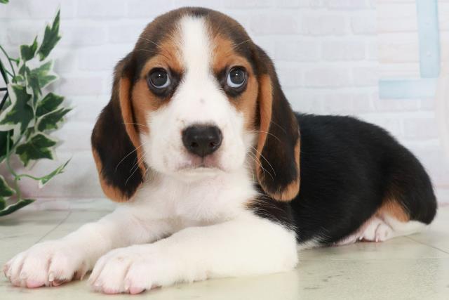 熊本県のビーグル (Coo&RIKU熊本店/2025年10月18日生まれ/男の子/ハウンドカラー)の子犬の3枚目の画像