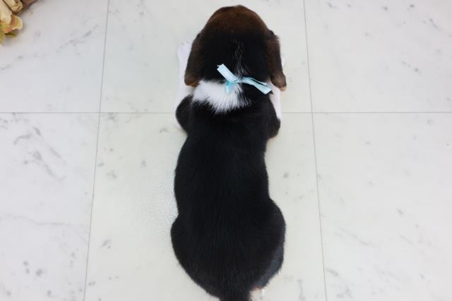 熊本県のビーグル (Coo&RIKU熊本店/2025年10月18日生まれ/男の子/ハウンドカラー)の子犬の4枚目の画像