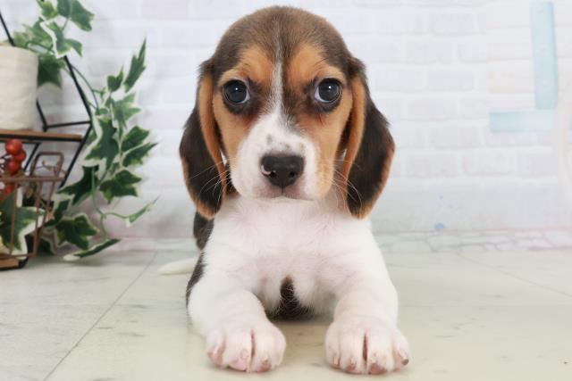 徳島県のビーグル (Coo&RIKU徳島店/2025年10月18日生まれ/女の子/ハウンドカラー)の子犬の1枚目の画像