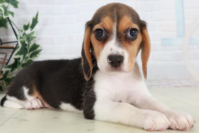 徳島県のビーグル (Coo&RIKU徳島店/2025年10月18日生まれ/女の子/ハウンドカラー)の子犬の2枚目の画像