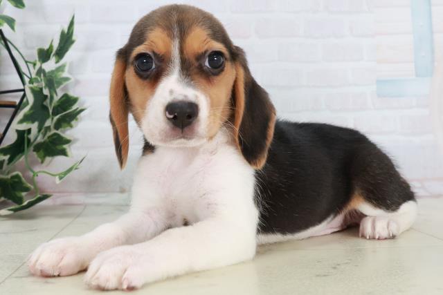 徳島県のビーグル (Coo&RIKU徳島店/2025年10月18日生まれ/女の子/ハウンドカラー)の子犬の3枚目の画像