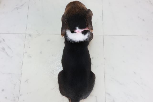 徳島県のビーグル (Coo&RIKU徳島店/2025年10月18日生まれ/女の子/ハウンドカラー)の子犬の4枚目の画像