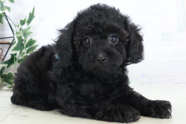 山口県のトイプードル(トイ) (Coo&RIKUサンパークあじす店/2025年10月19日生まれ/男の子/ブラック)の子犬の2枚目の画像