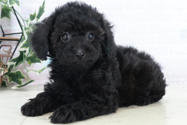 山口県のトイプードル(トイ) (Coo&RIKUサンパークあじす店/2025年10月19日生まれ/男の子/ブラック)の子犬の3枚目の画像