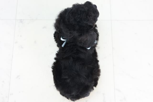 山口県のトイプードル(トイ) (Coo&RIKUサンパークあじす店/2025年10月19日生まれ/男の子/ブラック)の子犬の4枚目の画像
