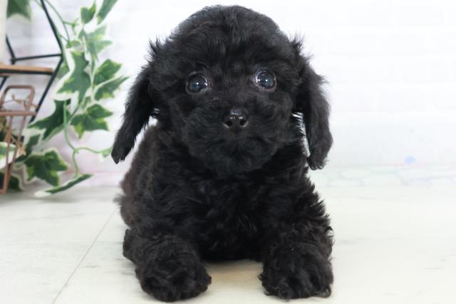 福岡県のトイプードル(トイ) (Coo&RIKUゆめタウン飯塚店/2025年10月19日生まれ/女の子/ブラック)の子犬の1枚目の画像