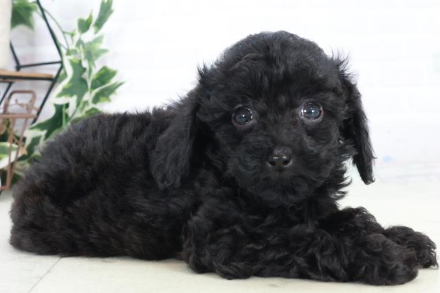 福岡県のトイプードル(トイ) (Coo&RIKUゆめタウン飯塚店/2025年10月19日生まれ/女の子/ブラック)の子犬の2枚目の画像