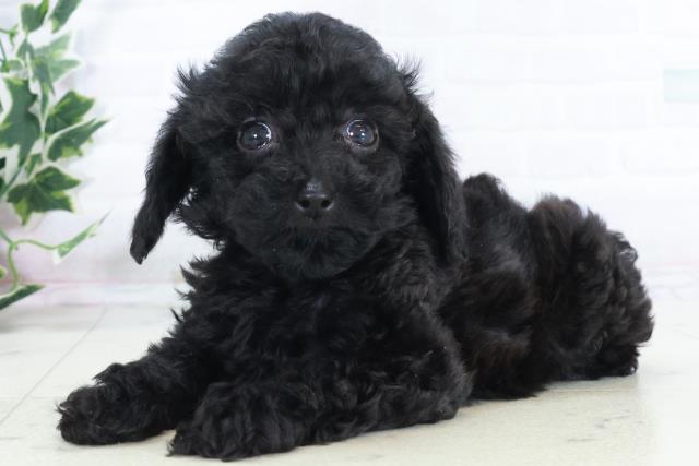 福岡県のトイプードル(トイ) (Coo&RIKUゆめタウン飯塚店/2025年10月19日生まれ/女の子/ブラック)の子犬の3枚目の画像