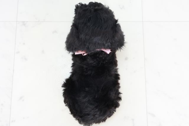 福岡県のトイプードル(トイ) (Coo&RIKUゆめタウン飯塚店/2025年10月19日生まれ/女の子/ブラック)の子犬の4枚目の画像