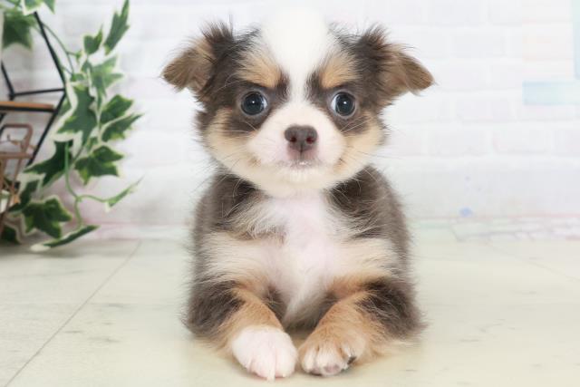 広島県のチワワ(ロング) (Coo&RIKUゆめタウン大竹店/2025年10月15日生まれ/男の子/ブルータンホワイト)の子犬の1枚目の画像