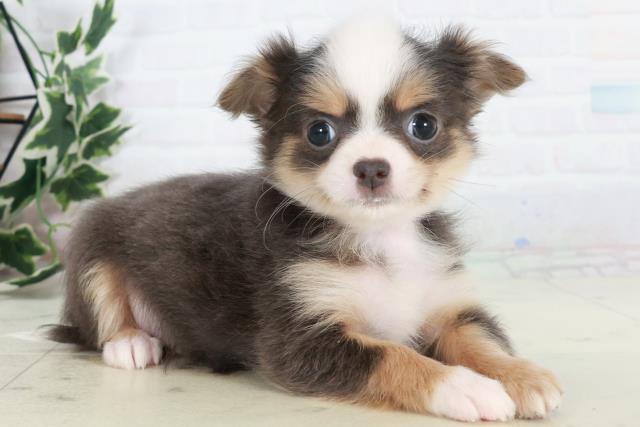 広島県のチワワ(ロング) (Coo&RIKUゆめタウン大竹店/2025年10月15日生まれ/男の子/ブルータンホワイト)の子犬の2枚目の画像