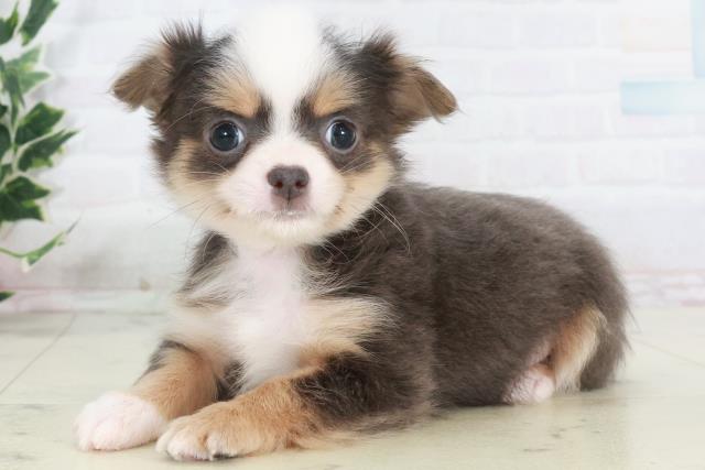 広島県のチワワ(ロング) (Coo&RIKUゆめタウン大竹店/2025年10月15日生まれ/男の子/ブルータンホワイト)の子犬の3枚目の画像