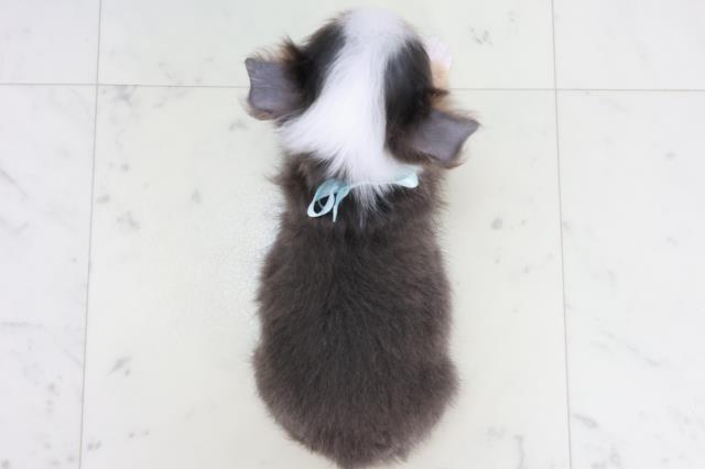 広島県のチワワ(ロング) (Coo&RIKUゆめタウン大竹店/2025年10月15日生まれ/男の子/ブルータンホワイト)の子犬の4枚目の画像