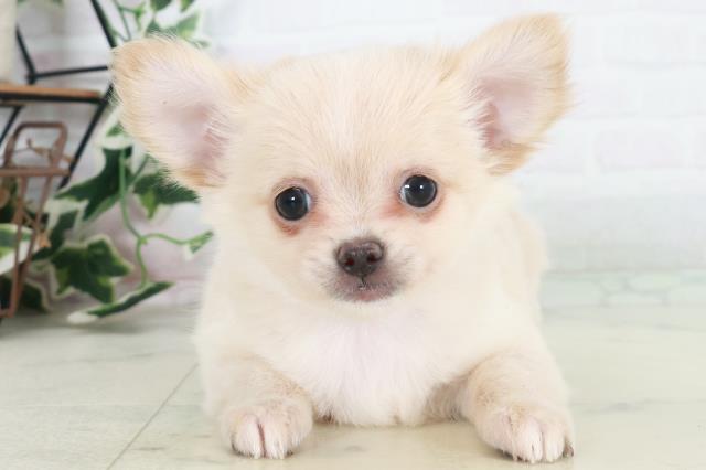 愛媛県のチワワ(ロング) (Coo&RIKUイオンタウン川之江店/2025年10月15日生まれ/女の子/クリーム)の子犬