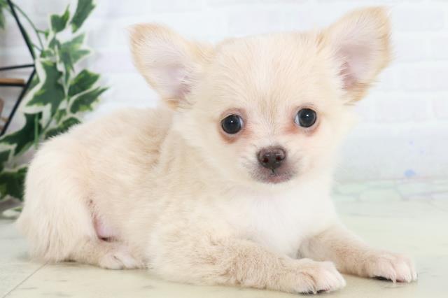 愛媛県のチワワ(ロング) (Coo&RIKUイオンタウン川之江店/2025年10月15日生まれ/女の子/クリーム)の子犬の2枚目の画像