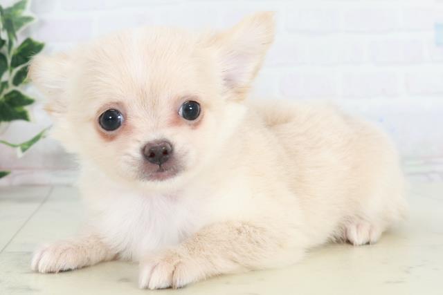 愛媛県のチワワ(ロング) (Coo&RIKUイオンタウン川之江店/2025年10月15日生まれ/女の子/クリーム)の子犬の3枚目の画像