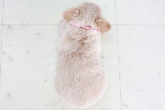 愛媛県のチワワ(ロング) (Coo&RIKUイオンタウン川之江店/2025年10月15日生まれ/女の子/クリーム)の子犬の4枚目の画像