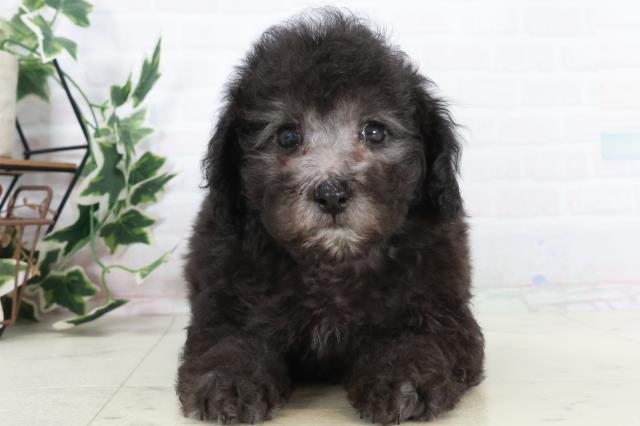 広島県のトイプードル(トイ) (Coo&RIKU福山店/2025年10月16日生まれ/男の子/シルバー)の子犬の1枚目の画像